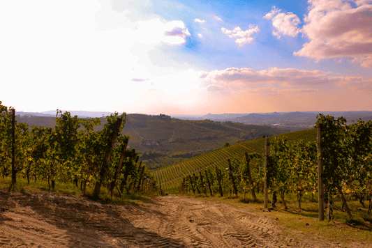 Panebianco Wines | Italy